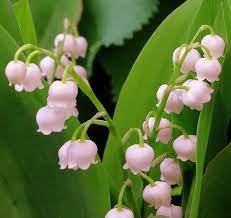 Pink Lily of the Valley: The Delicate Beauty of a Charming Flower