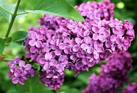 French Lilac Plant is a fragrant plant