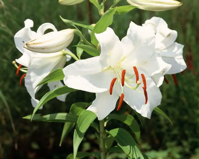 lilies  white flower bulb plant