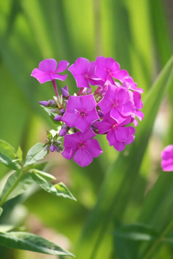 phlox plant, fragrant plant, white phlox, pink phlox, purple phlox
