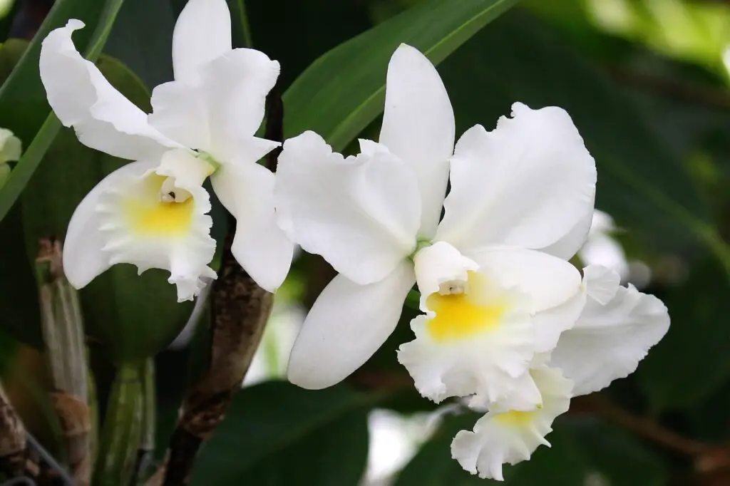 Jersey White flower plant