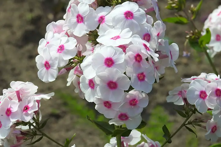 Phlox Plant – Exploring Fragrant Varieties: White Phlox, Pink Phlox, and Purple Phlox