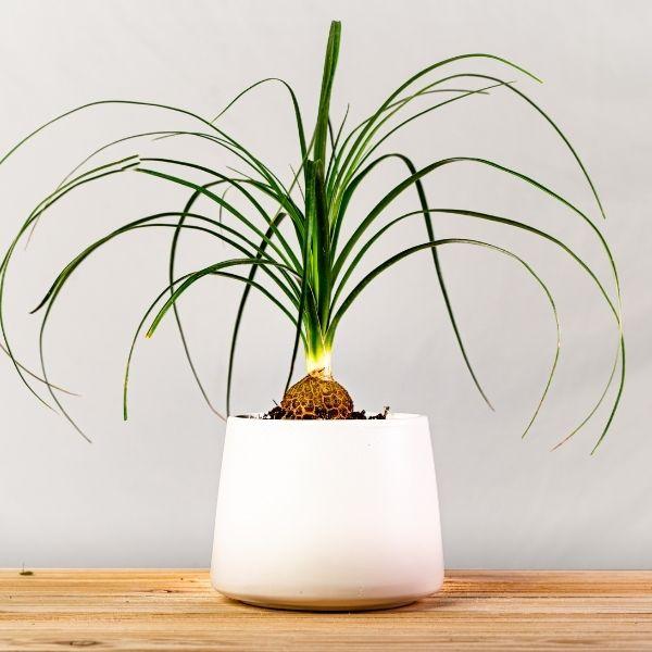 Ponytail Palm low-light indoor plant safe for cats