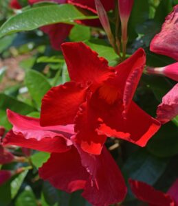 Mandevilla red flowering vining plant
