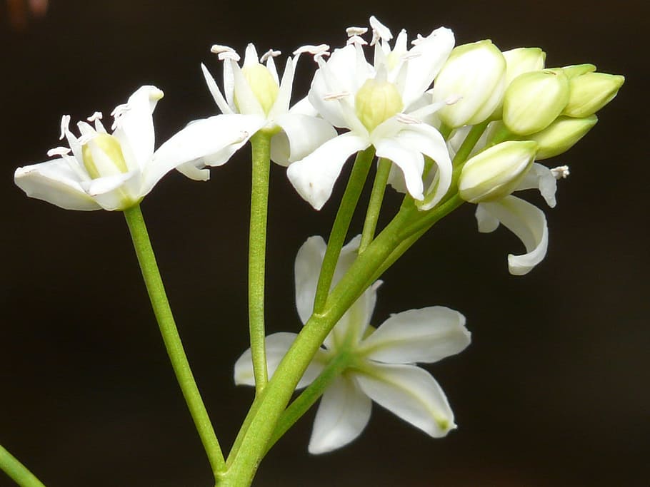 scilla white flower plant