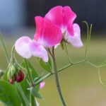Sweet Pea Plant a fragrant plant
