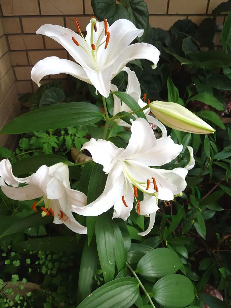 White Lilies Plant: Care, Growing Tips, and Benefits