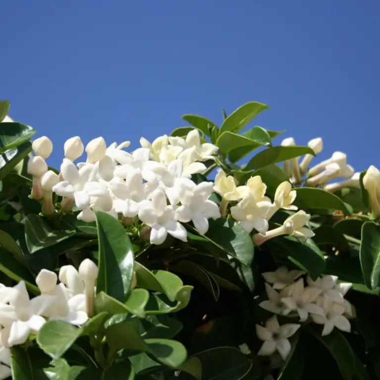 Wax Jasmine Plant: A Fragrant Delight for Your Garden