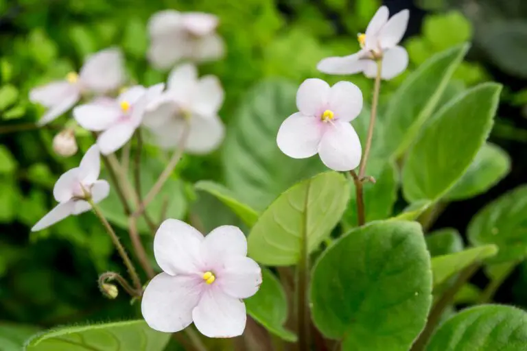 How to Grow and Care for Optiflora African Violet