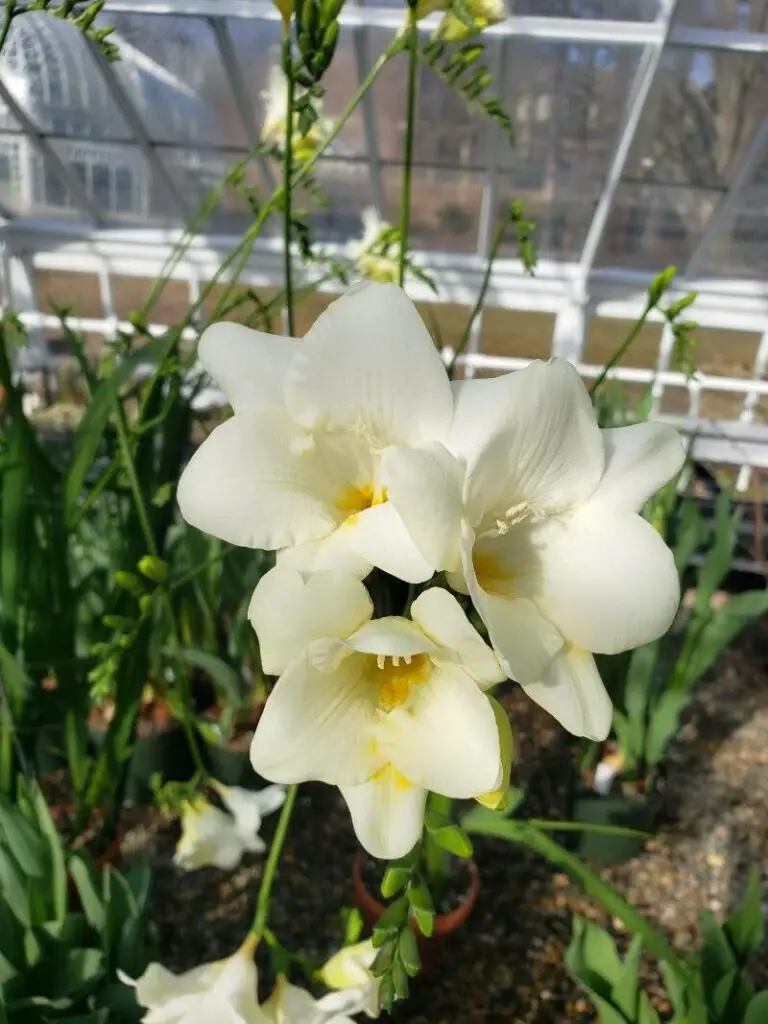 Freesia fragrant flowering plant