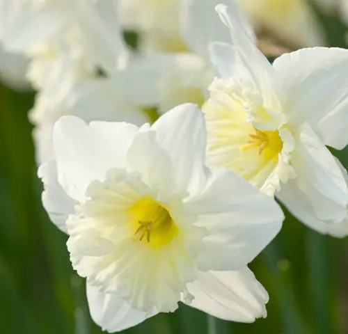 daffodil a fragrant flowering plant