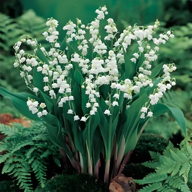 Lily of the valley a fragrant flowering plant