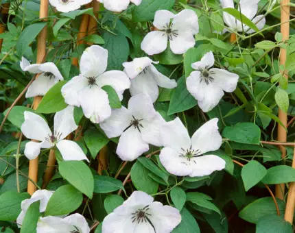 Clematis viticella Alba Luxurians: The Beautiful White Clematis