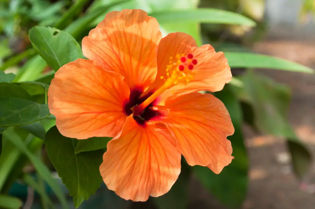 Orange Hibiscus  easy to care for indoor flowering plant