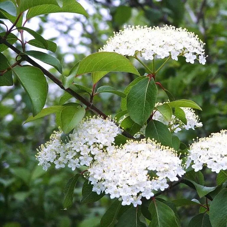 Viburnum: How to Plant, Grow, and Care