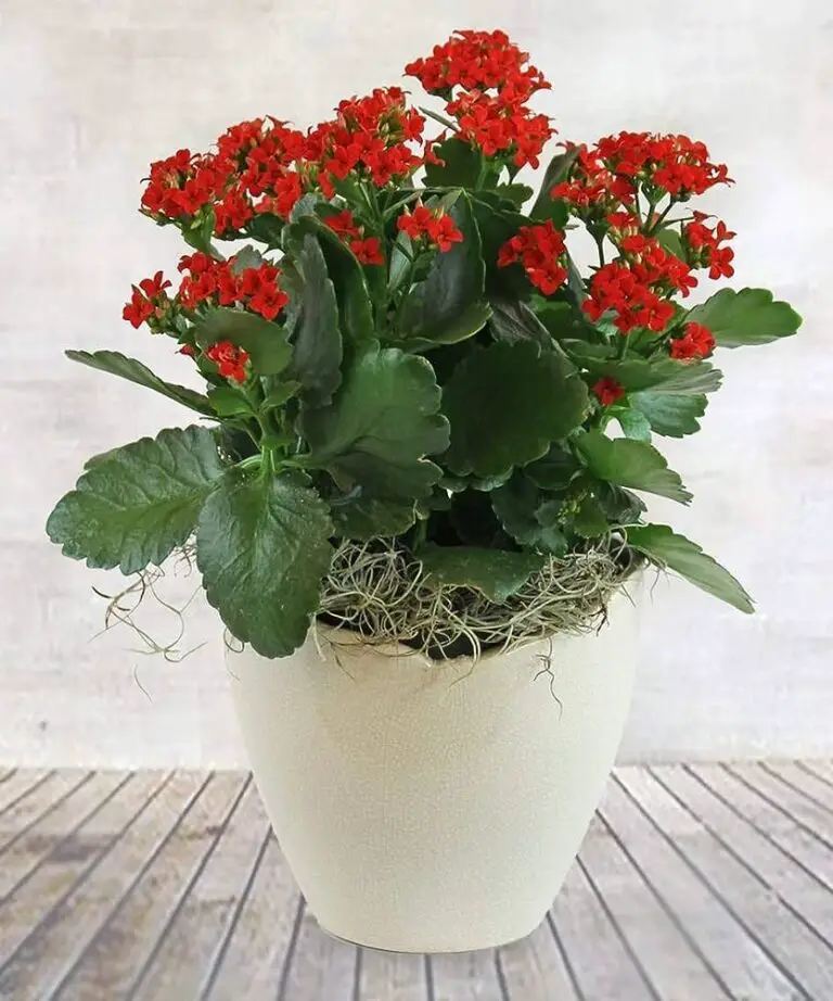 Red Kalanchoe Plant Care Guide: Secrets to Thriving Houseplants