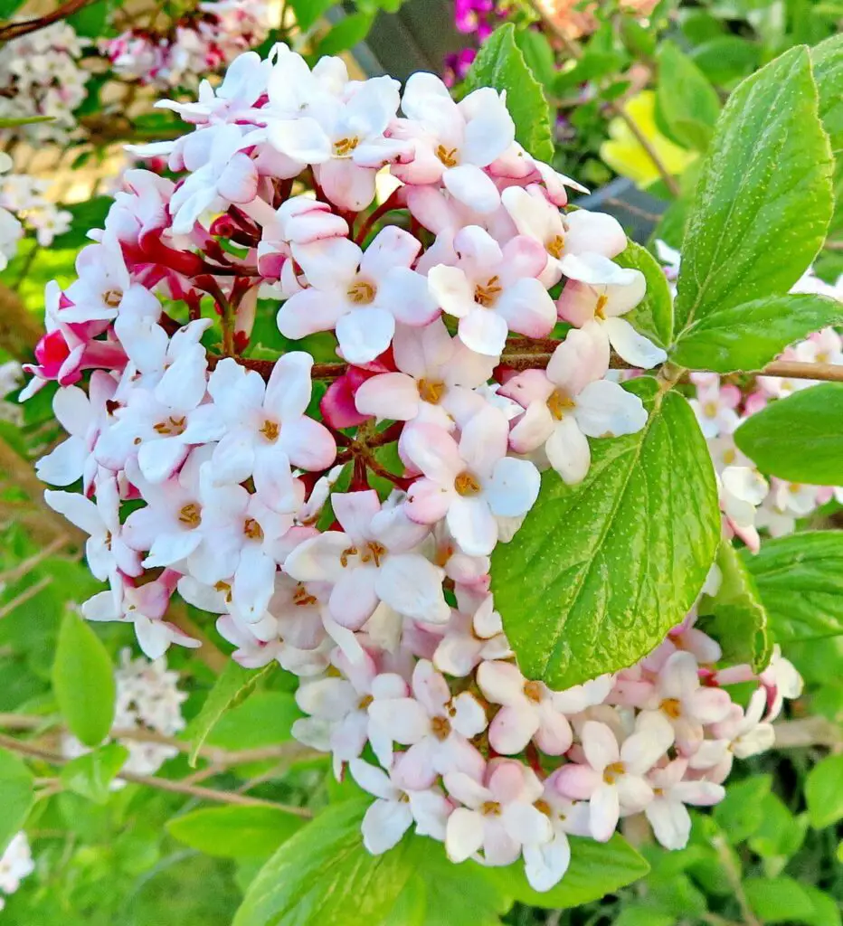 Viburnum Fragrant flowering plant