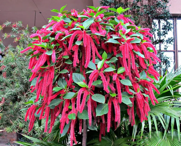 Ultimate Guide to Caring for Chenille Plants: Growing Tips and Varieties