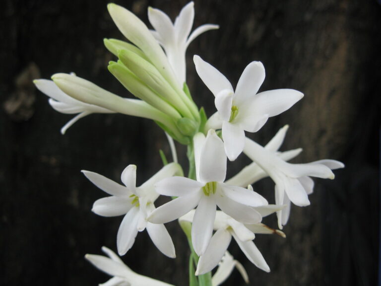 The Ultimate Guide to Tuberose Care: Cultivating Mexican Tuberose for Stunning Blooms