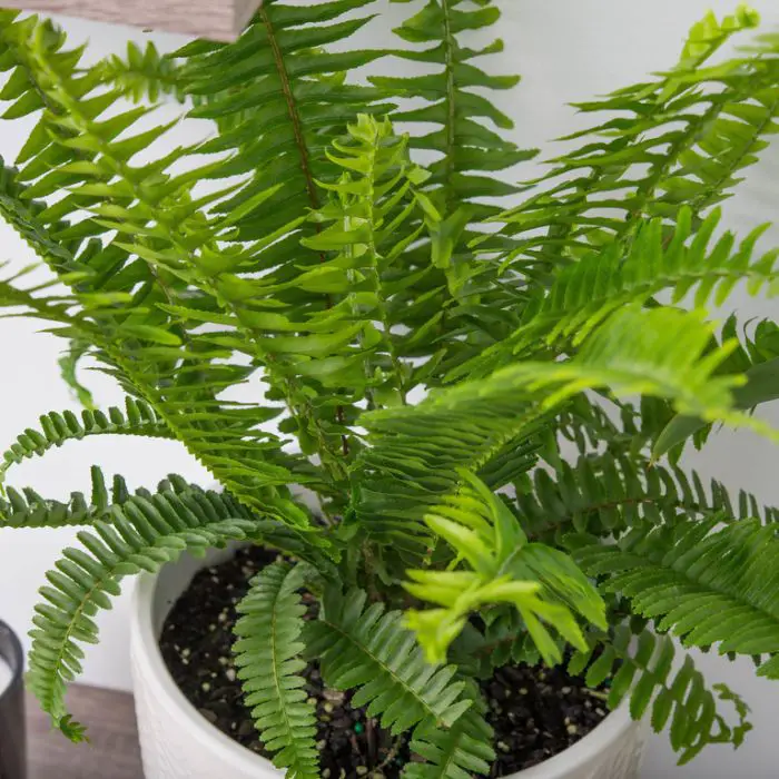 Australian Sword Fern Care: Your Ultimate Guide to Nephrolepis Obliterata
