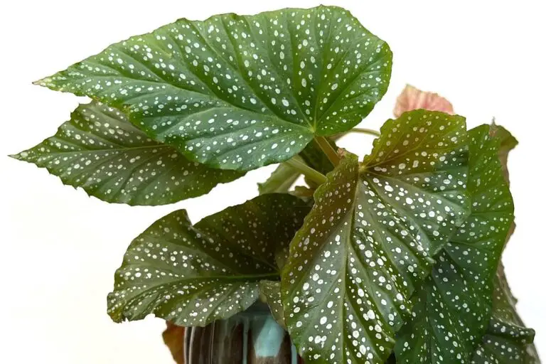 Mastering the Art of Growing and Caring for Begonia Lucerna: A Complete Guide