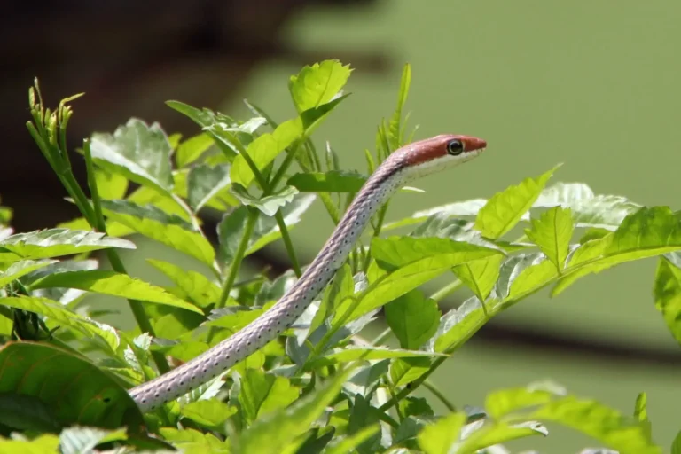 Top-Notch Guide on Plants that Repel Snakes Naturally