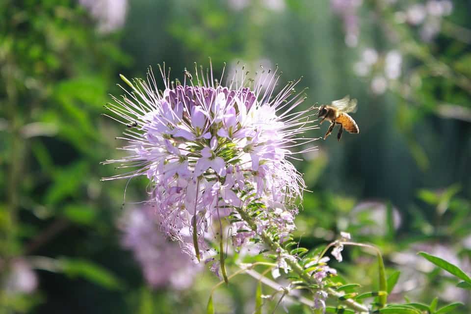 Fragrant plants for attracting pollinators