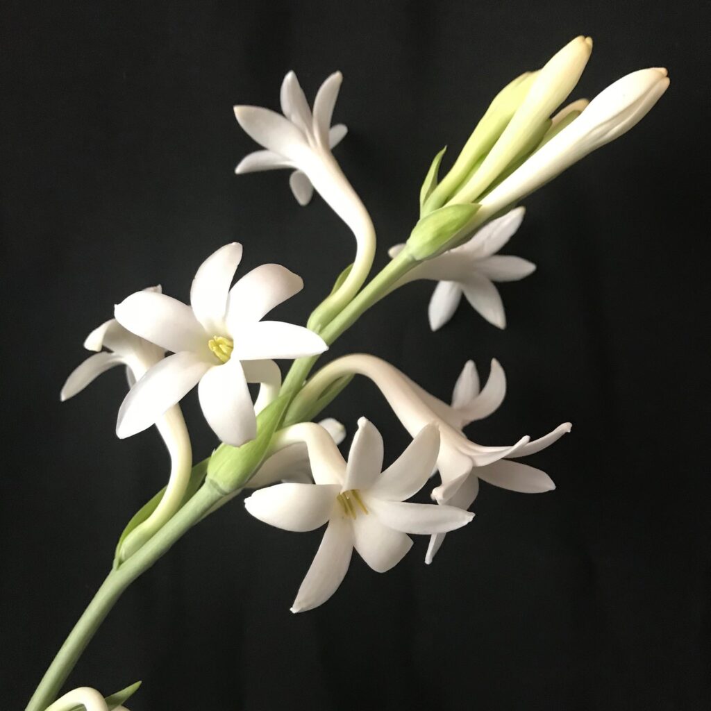  Mexican Tuberose