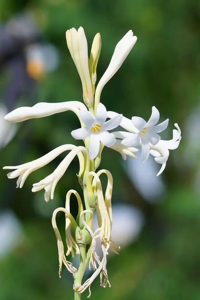 Tuberose Fragrant flowering plant