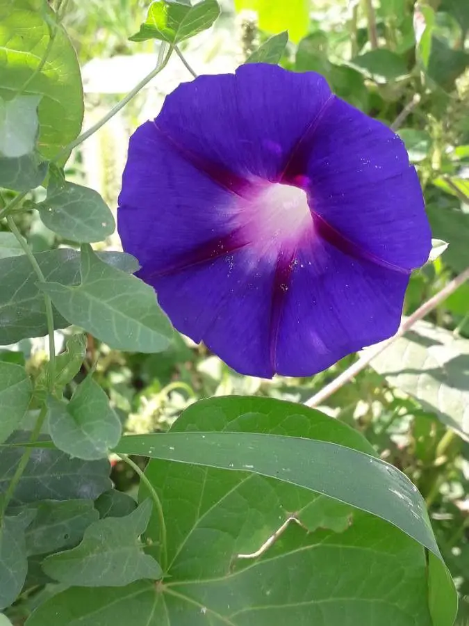 Morning Glory Plant for fence line