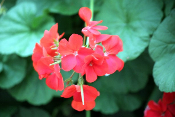 Red Begonia: A Stunning Beauty for Your Garden