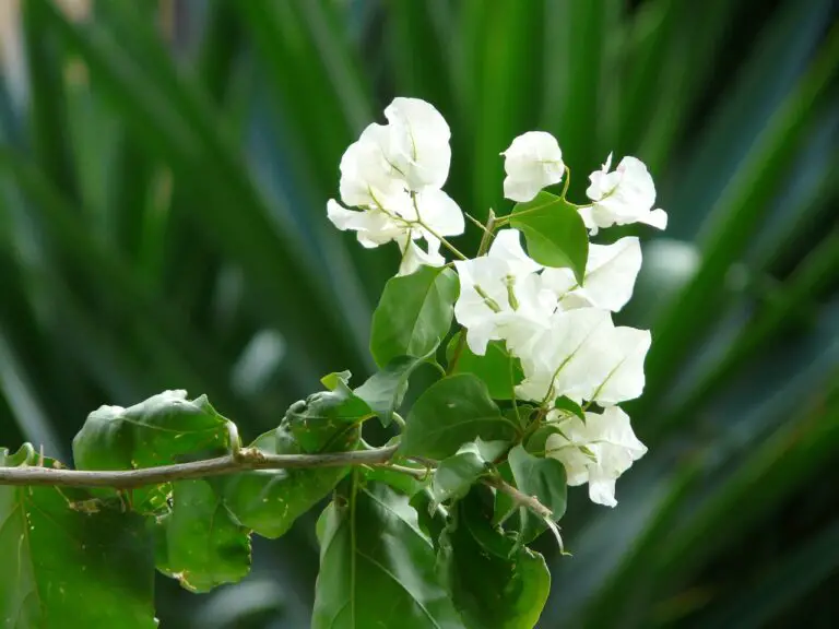 White Bougainvillea: Care, Growing, and Landscaping Tips