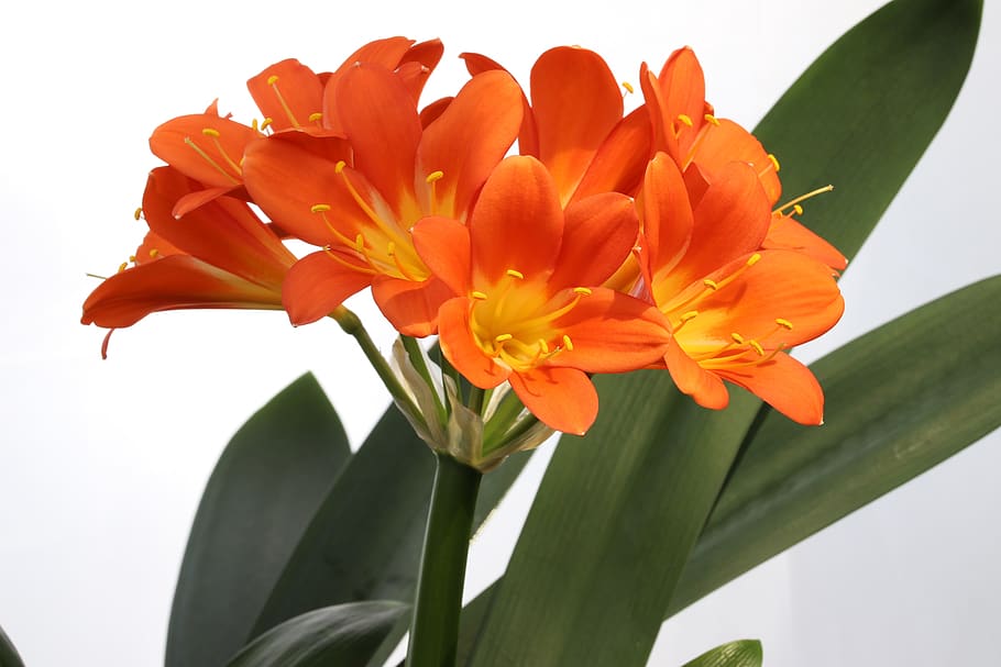 Belgian Hybrid Orange Clivia      easy to care for indoor flowering plant