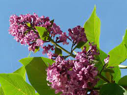 How to Grow Lilac Plants: A Complete Guide