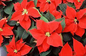 "poinsettia, poinsettia plant, poinsettia care,  poinsettia varieties, white poinsettia, pink poinsettia, jingle bell poinsettia, marble poinsettia, winter rose poinsettia, red poinsettia, yellow poinsettia, blue poinsettia, how long do poinsettias live" Use these outlines 