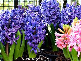 The Symbolism of Hyacinth Flowers: Meaning and Significance