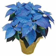 "poinsettia, poinsettia plant, poinsettia care,  poinsettia varieties, white poinsettia, pink poinsettia, jingle bell poinsettia, marble poinsettia, winter rose poinsettia, red poinsettia, yellow poinsettia, blue poinsettia, how long do poinsettias live" Use these outlines 