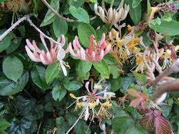 Unlocking the Beauty and Benefits of Honeysuckle: A Comprehensive Guide