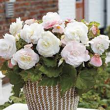 White Begonia Care, Growing, Benefits & Symbolism