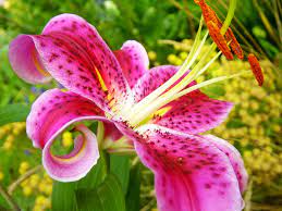 Stargazer lily a fragrant flowering plant