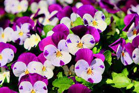 Pansies: An Enchanting Symphony of Colors in Gardening and Floristry