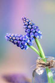  Hyacinth fragrant flowering plant