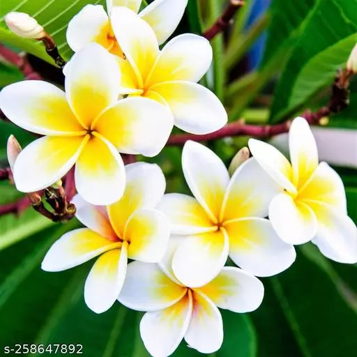Plumeria Care Guide: Embracing the Beauty of Fragrant Flowers