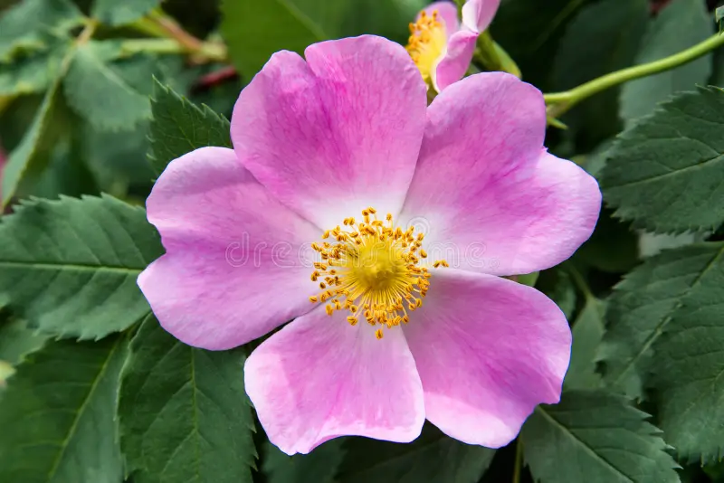Rosa acicularis, Prickly wild rose