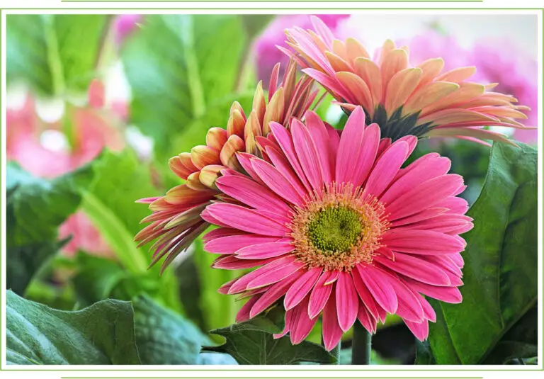 Gerbera Transvaal Daisy: A Vibrant Marvel in the Floral World