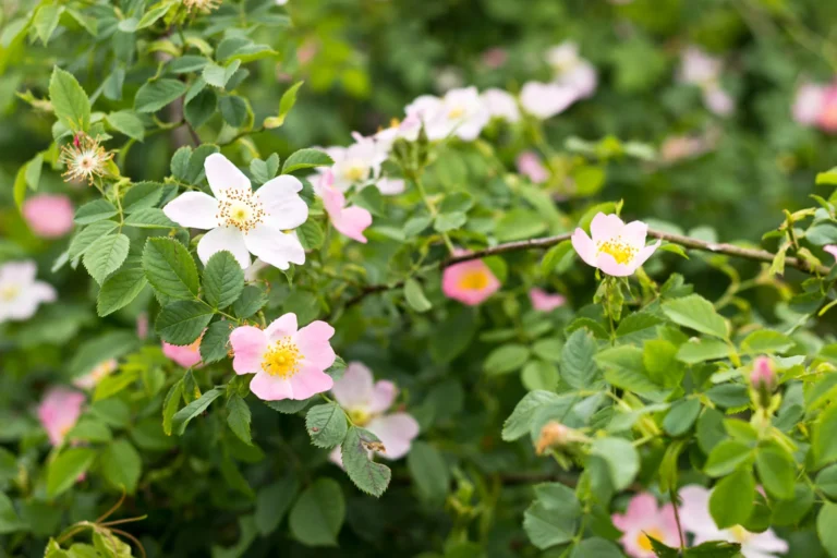 Rosa acicularis: A Deciduous Shrub with Beautiful Flowers and Edible Fruits