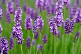 Lavender a fragrant flower plant