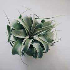 Tillandsia Xerographica: A Guide to Care, Growth, and Unique Characteristics