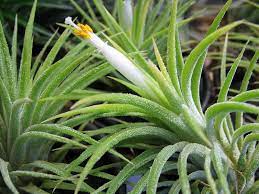 Tillandsia ionantha, sky plant