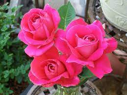pink peace rose, love peace rose